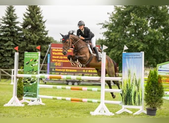 Hanoverian, Mare, 8 years, 16 hh, Brown