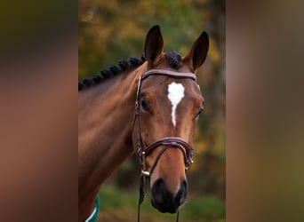 Hanoverian, Mare, 8 years, 16 hh, Brown