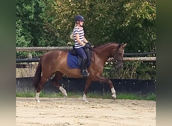 Hanoverian, Mare, 8 years, 16 hh, Chestnut