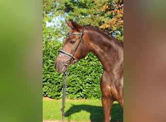 Hanoverian, Mare, 8 years, 16 hh, Chestnut