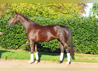 Hanoverian, Mare, 8 years, 16 hh, Chestnut