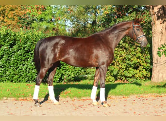Hanoverian, Mare, 8 years, 16 hh, Chestnut