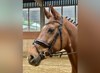 Hanoverian, Mare, 8 years, 16 hh, Chestnut-Red
