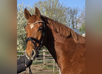 Hanoverian, Mare, 8 years, 16 hh, Chestnut-Red