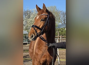 Hanoverian, Mare, 8 years, 16 hh, Chestnut-Red
