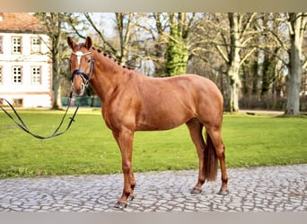 Hanoverian, Mare, 8 years, 16 hh, Chestnut-Red