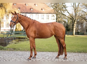 Hanoverian, Mare, 8 years, 16 hh, Chestnut-Red