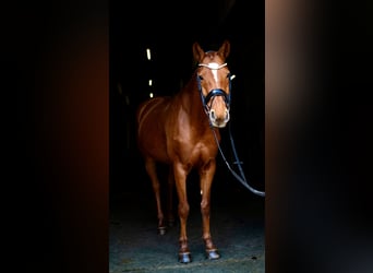 Hanoverian, Mare, 8 years, 16 hh, Chestnut-Red