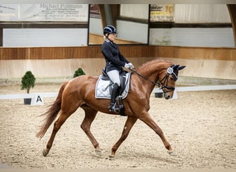 Hanoverian, Mare, 8 years, 16 hh, Chestnut-Red