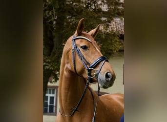 Hanoverian, Mare, 8 years, 16 hh, Chestnut-Red