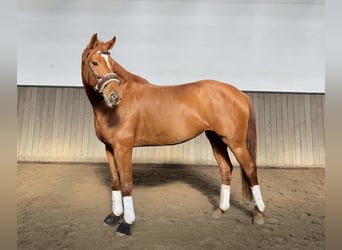 Hanoverian, Mare, 8 years, 16 hh, Chestnut-Red