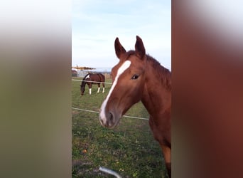 Hanoverian, Mare, 8 years, 16 hh, Chestnut-Red