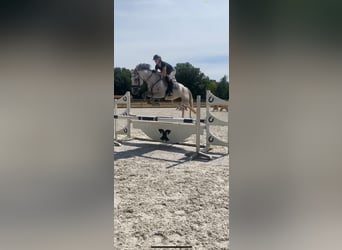 Hanoverian, Mare, 8 years, 16 hh, Gray