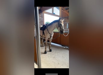 Hanoverian, Mare, 8 years, 16 hh, Gray