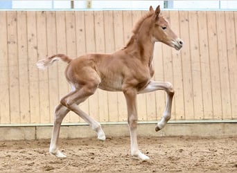 Hanoverian, Mare, 8 years, 16,1 hh, Bay-Dark