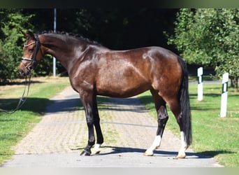 Hanoverian, Mare, 8 years, 16,1 hh, Bay-Dark