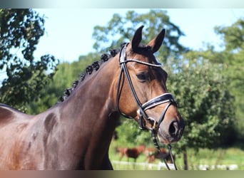 Hanoverian, Mare, 8 years, 16,1 hh, Bay-Dark