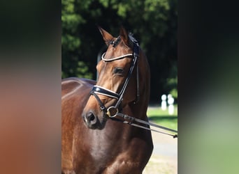 Hanoverian, Mare, 8 years, 16,1 hh, Bay-Dark