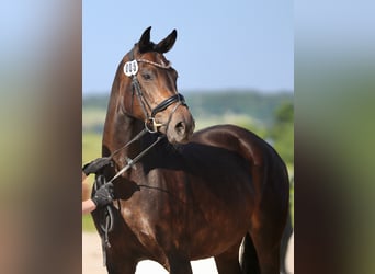 Hanoverian, Mare, 8 years, 16,1 hh, Bay-Dark