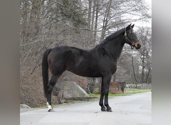 Hanoverian, Mare, 8 years, 16,1 hh, Bay-Dark