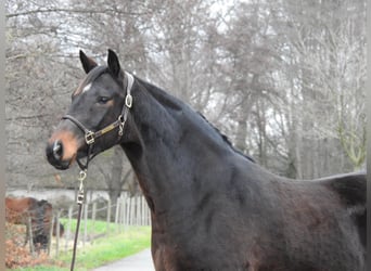 Hanoverian, Mare, 8 years, 16,1 hh, Bay-Dark