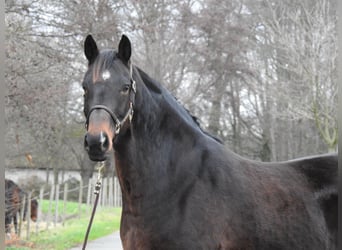 Hanoverian, Mare, 8 years, 16,1 hh, Bay-Dark