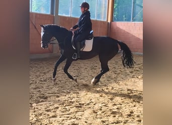 Hanoverian, Mare, 8 years, 16,1 hh, Black