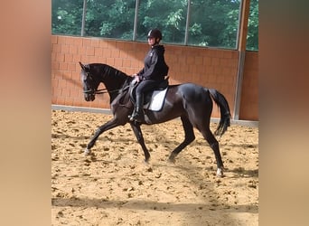 Hanoverian, Mare, 8 years, 16,1 hh, Black