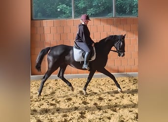 Hanoverian, Mare, 8 years, 16,1 hh, Black