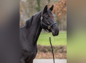 Hanoverian, Mare, 8 years, 16,1 hh, Black