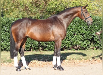 Hanoverian, Mare, 8 years, 16,1 hh, Brown