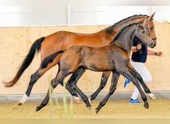 Hanoverian, Mare, 8 years, 16,1 hh, Brown