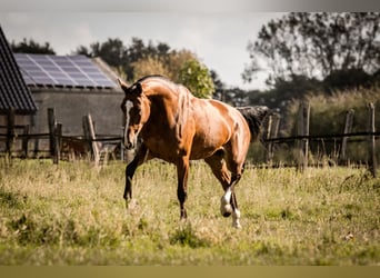 Hanoverian, Mare, 8 years, 16,1 hh, Brown