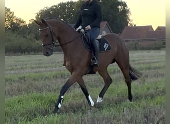 Hanoverian, Mare, 8 years, 16,1 hh, Brown