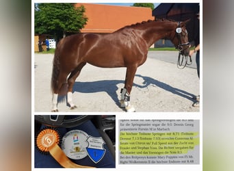 Hanoverian, Mare, 8 years, 16,1 hh, Chestnut