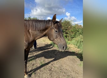 Hanoverian, Mare, 8 years, 16,1 hh, Chestnut