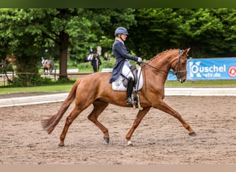 Hanoverian, Mare, 8 years, 16,1 hh, Chestnut