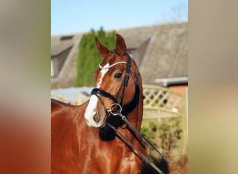 Hanoverian, Mare, 8 years, 16,1 hh, Chestnut