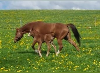 Hanoverian, Mare, 8 years, 16,1 hh, Chestnut-Red