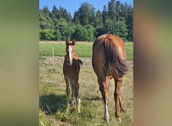 Hanoverian, Mare, 8 years, 16,1 hh, Chestnut-Red