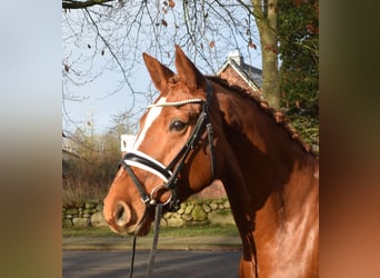 Hanoverian, Mare, 8 years, 16,1 hh, Chestnut-Red