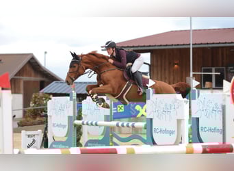 Hanoverian, Mare, 8 years, 16,1 hh, Chestnut-Red