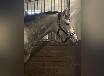 Hanoverian, Mare, 8 years, 16,1 hh, Grey