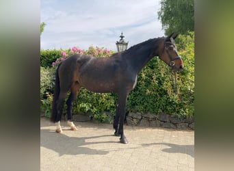 Hanoverian, Mare, 8 years, 16,2 hh, Bay-Dark