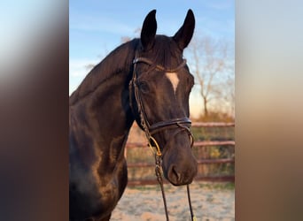 Hanoverian, Mare, 8 years, 16,2 hh, Black