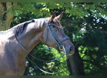Hanoverian, Mare, 8 years, 16,2 hh, Brown