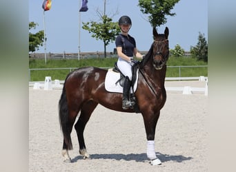 Hanoverian, Mare, 8 years, 16,2 hh, Brown