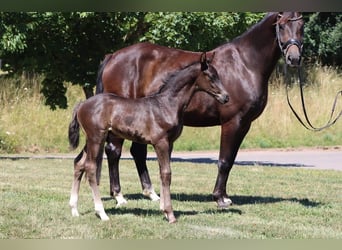 Hanoverian, Mare, 8 years, 16,2 hh, Brown
