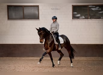 Hanoverian, Mare, 8 years, 16,2 hh, Brown