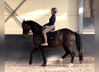 Hanoverian, Mare, 8 years, 16,2 hh, Brown